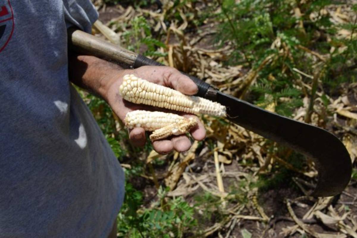 Sequía y plaga por cambio climático agravan el hambre en comunidades de Honduras