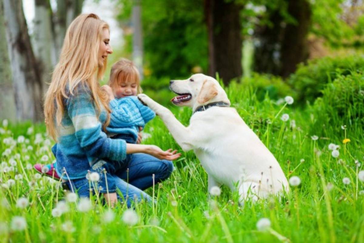 Educa a tu perro sin violencia