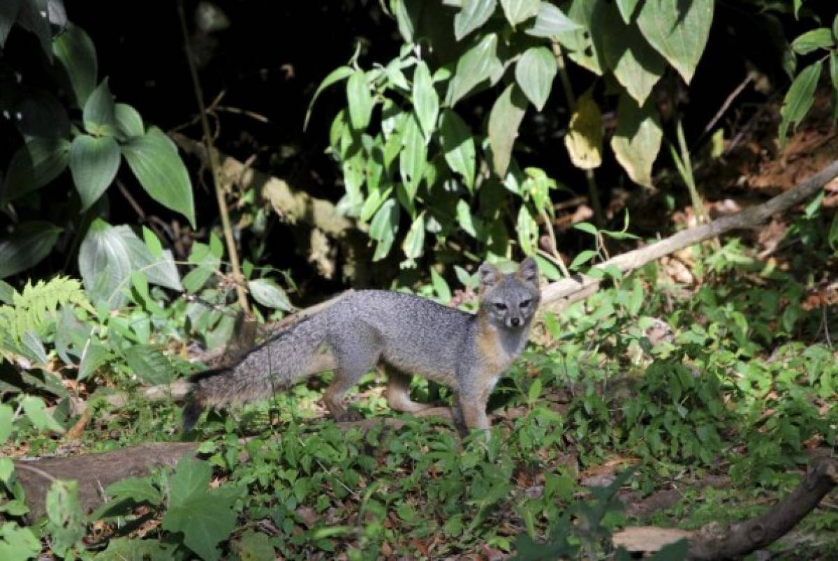 Panacoma, la joya forestal del departamento de Comayagua