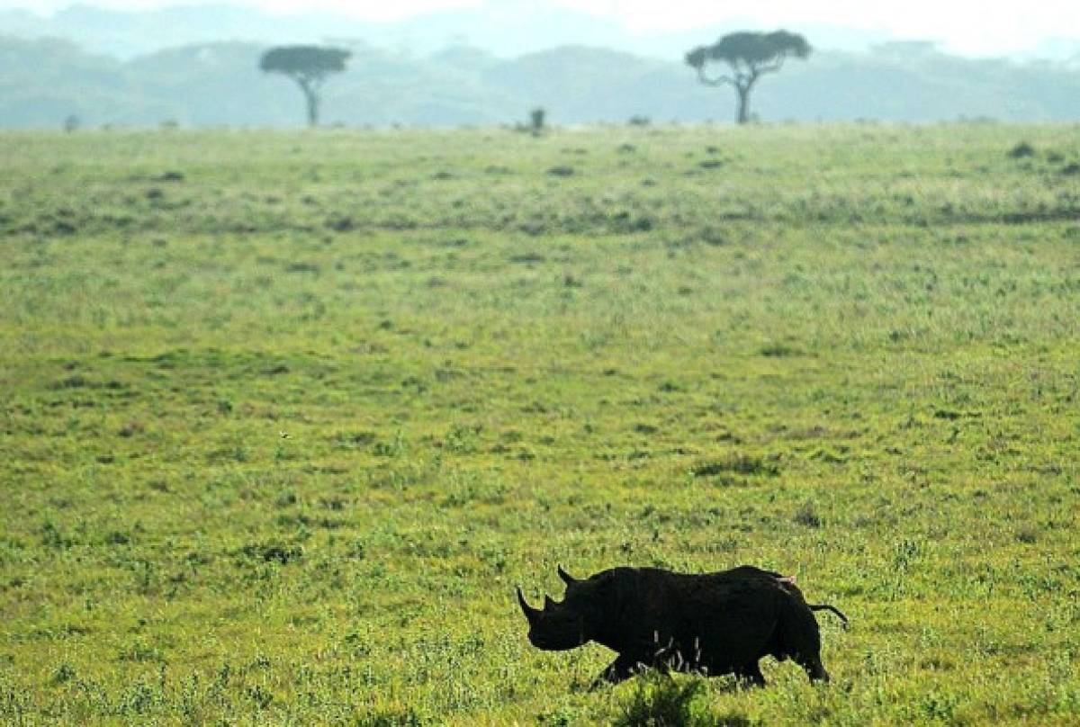 Día Mundial del Medioambiente