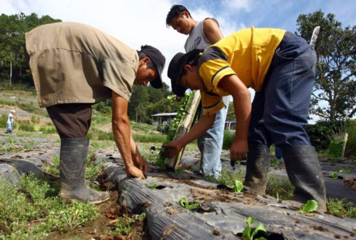 La actividad agropecuaria crece 4.8% a junio de 2016