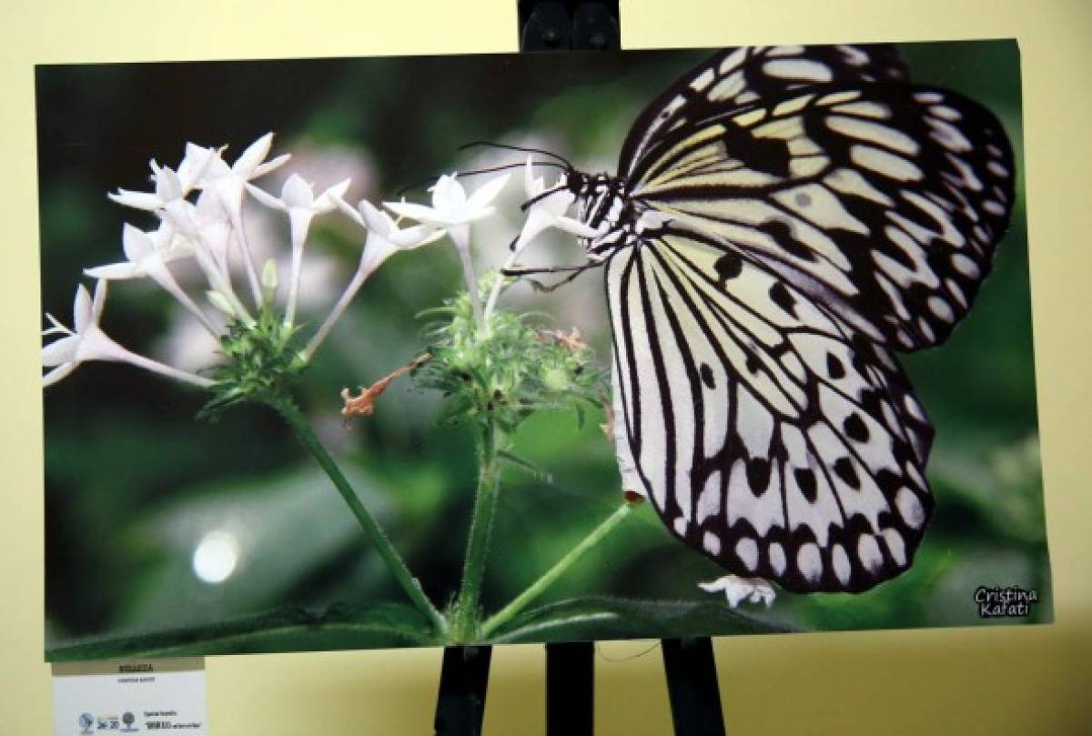 Honduras es reflejada en fotos y pinturas