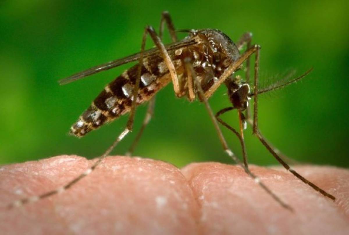 Salud confirma tres casos más de zika en el sur de Honduras  