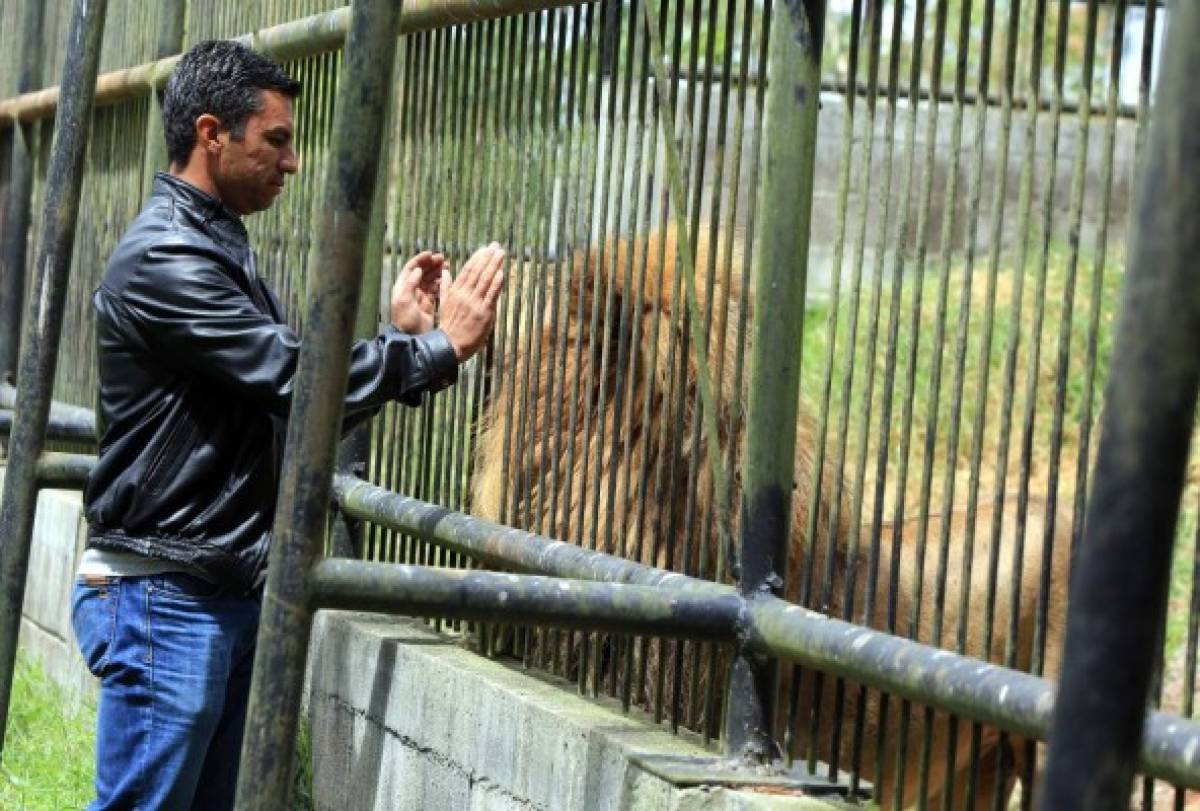 Javier y Simba: Amistad entre garras en el zoológico de la capital hondureña