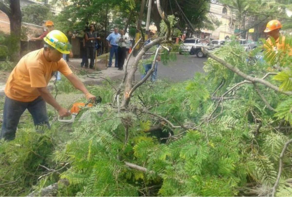 Cortocircuitos y árboles caídos dejan fuertes vientos