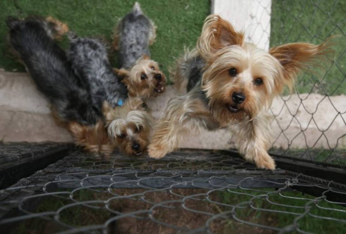 Cachorros se hospedan en hoteles cinco estrellas en Honduras