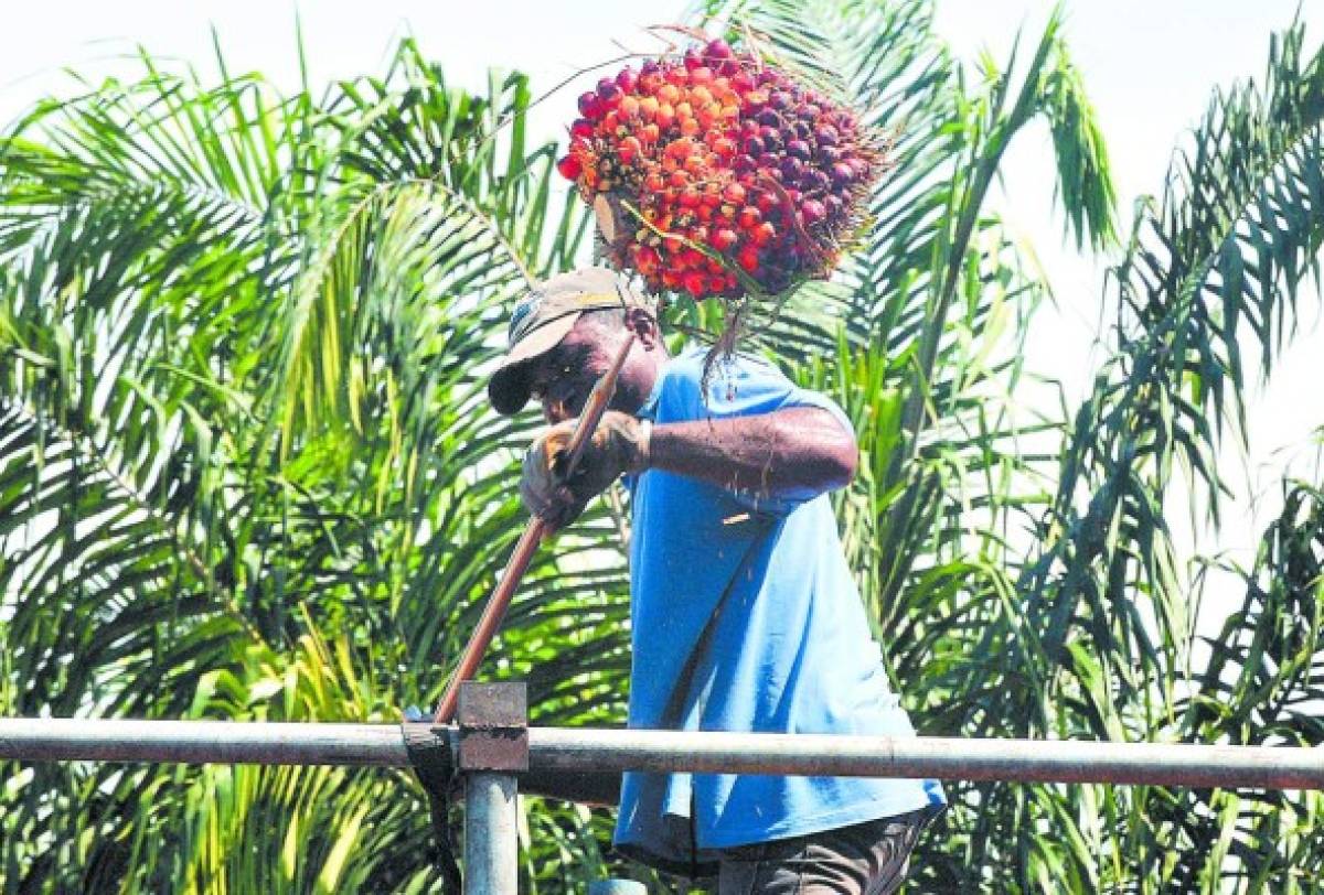 Anuncian mil millones para sector agrícola