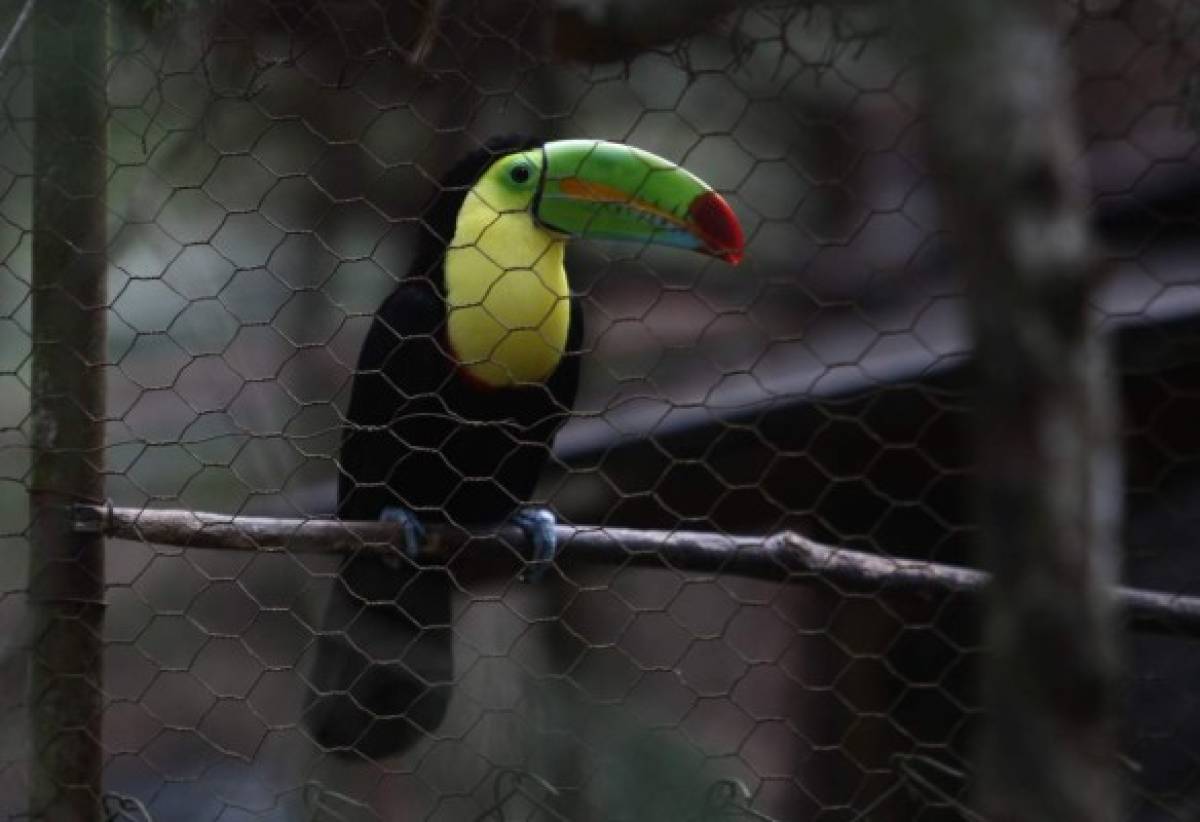 En proceso de transformación el zoológico Rosy Walther