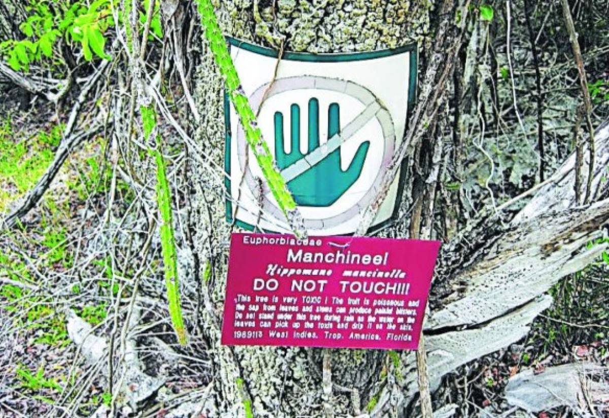 La manzanilla, árbol letal