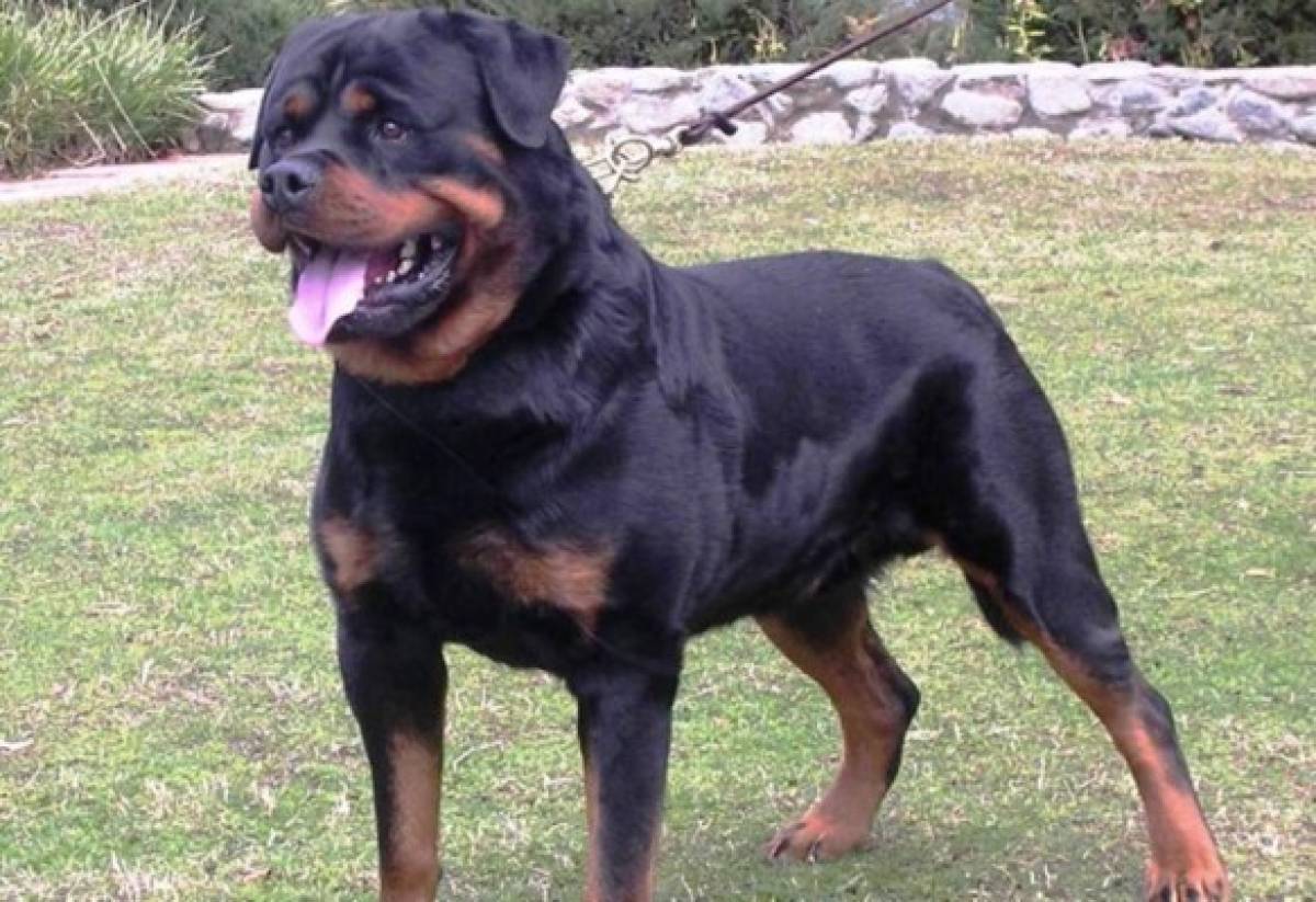 ¿Por qué atacan los rottweiler?