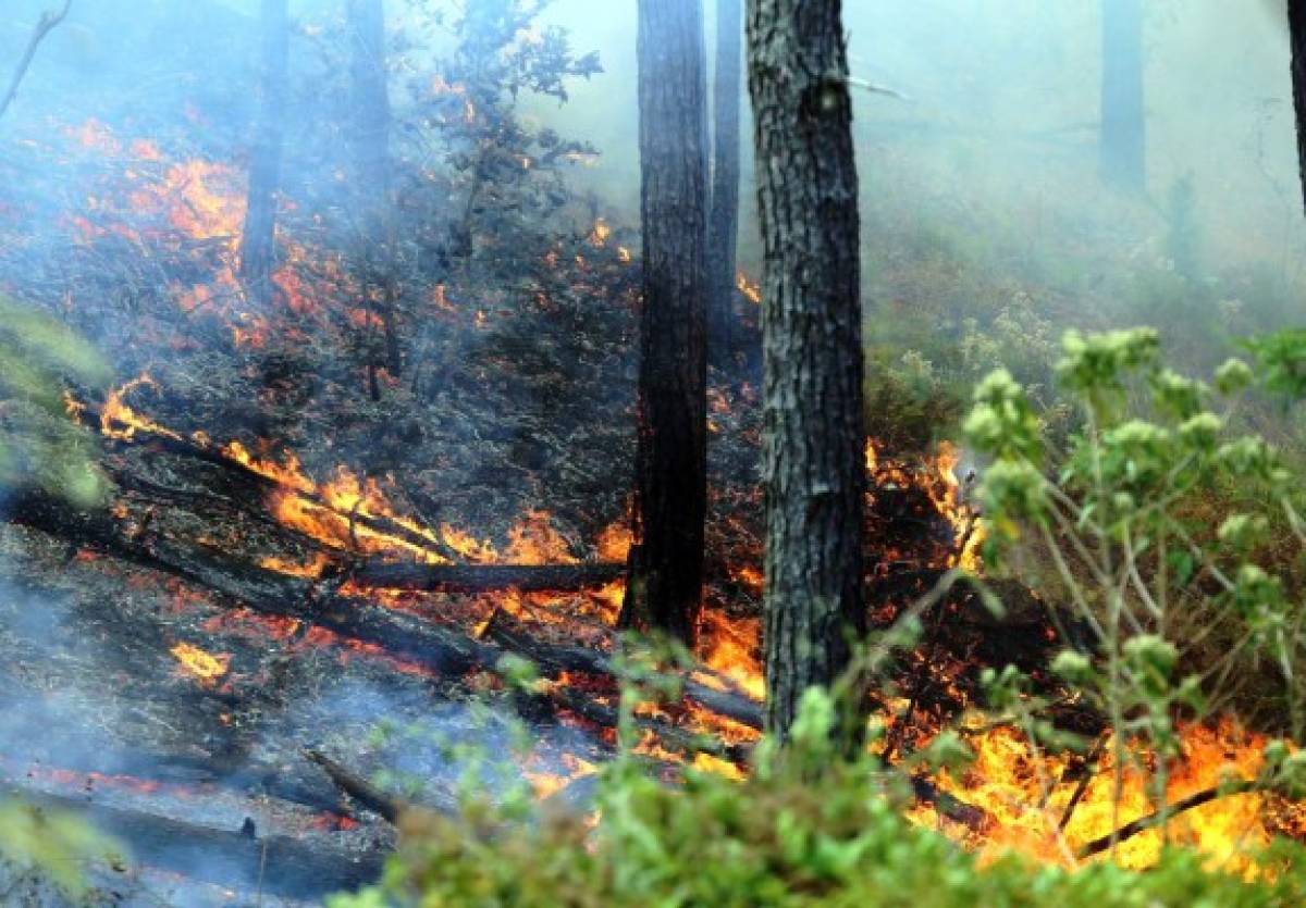 Honduras: Incendio daña 420 hectáreas de bosque en El Hatillo