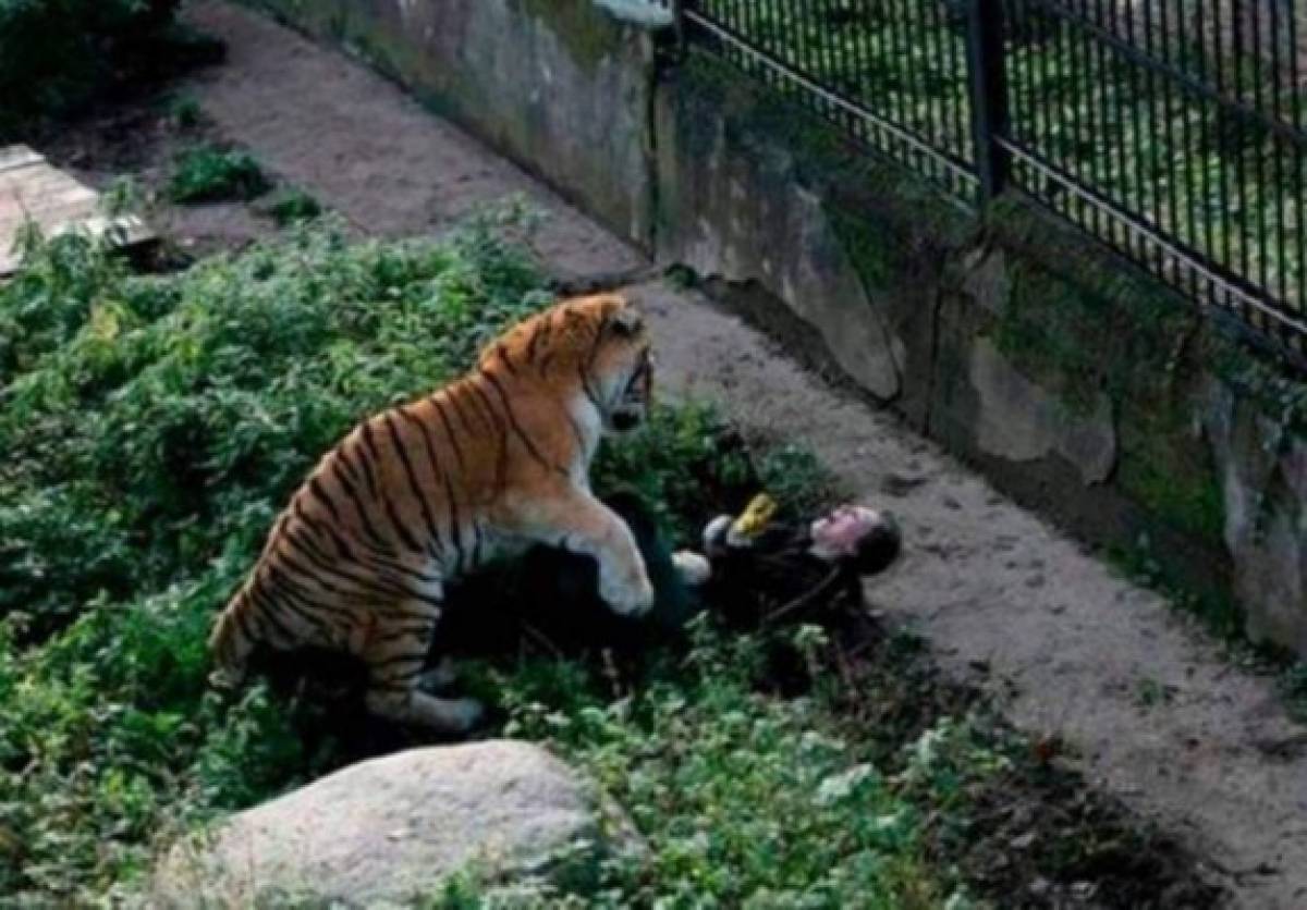 El dramático momento en el que un tigre siberiano ataca a su cuidadora