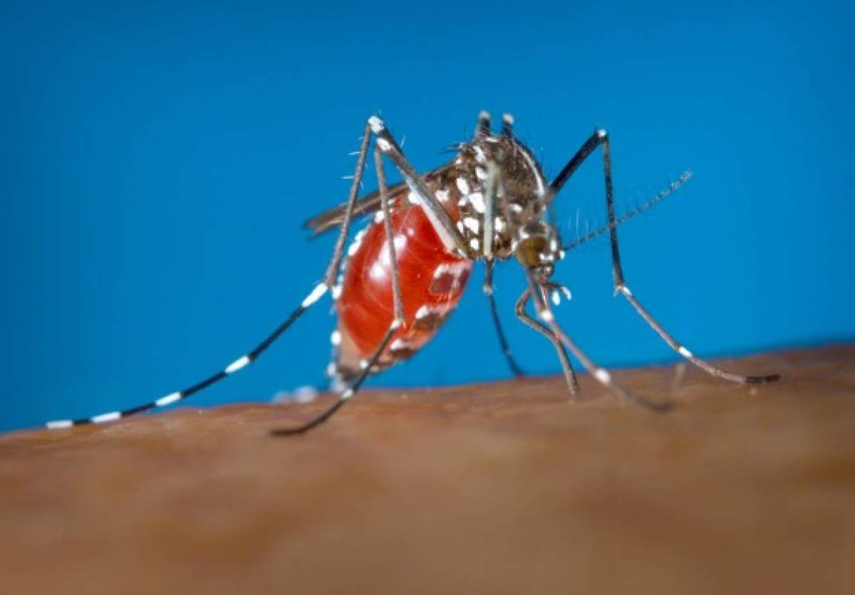 EEUU emite alerta de viaje a 22 países por el virus zika