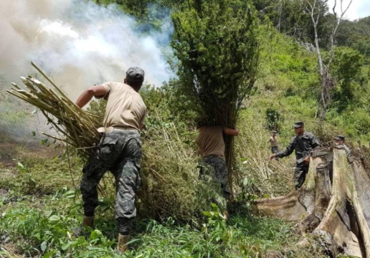 Más de un millón de plantas de marihuana ha destruido Fusina este 2017