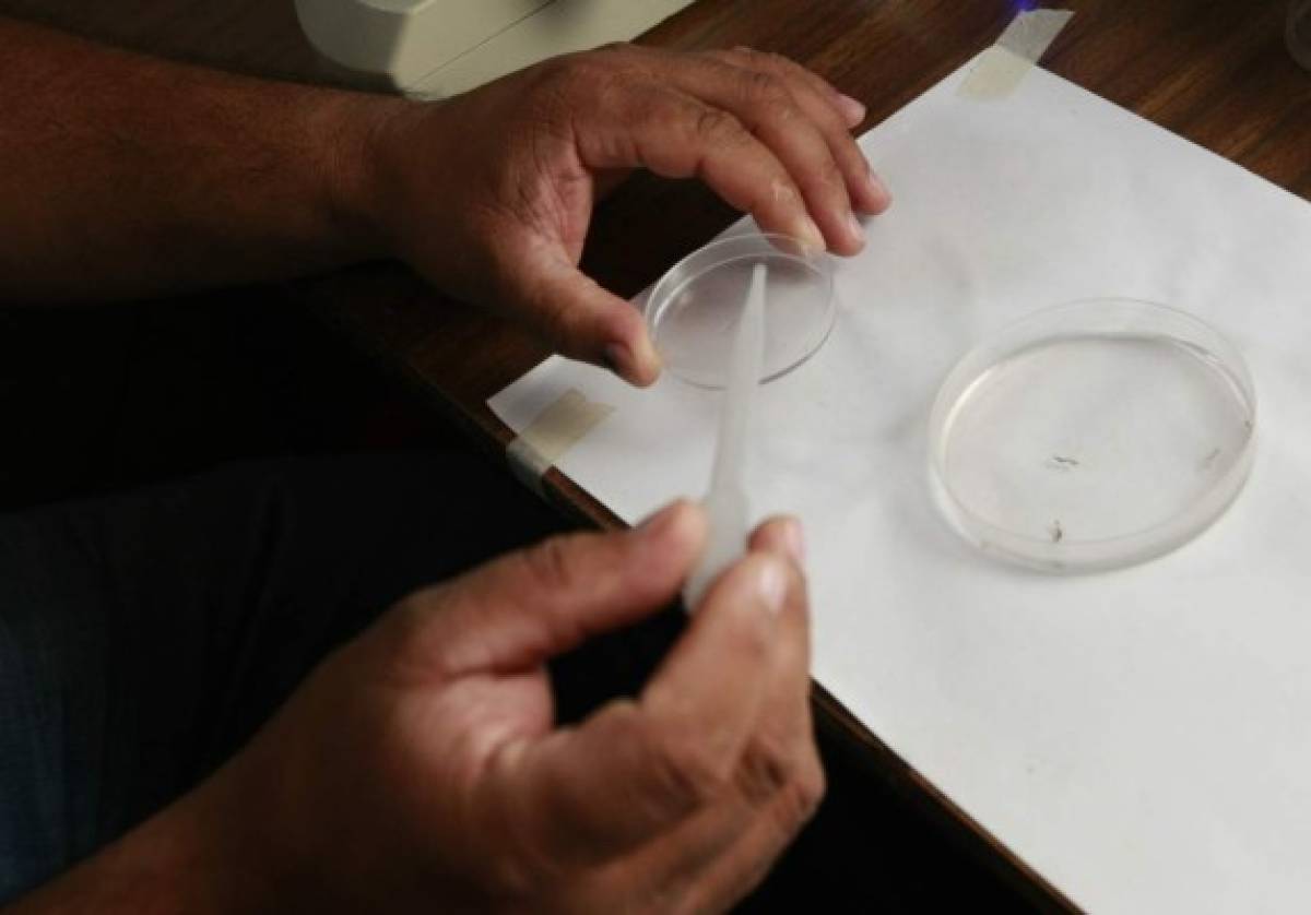 Elevado índice larvario del Aedes aegypti detecta Salud en la capital