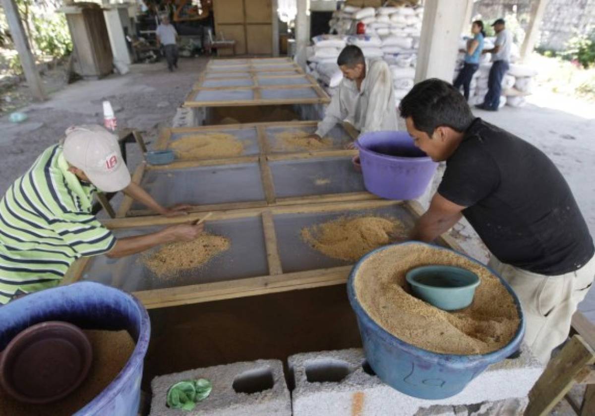 Semana Santa: Comienzan preparativos para las alfombras de aserrín