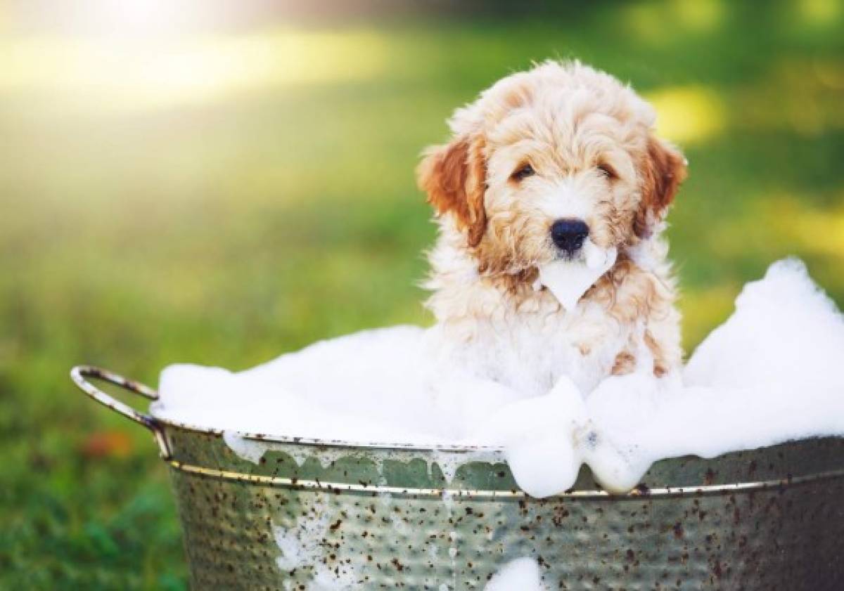 Consejos para bañar al perro adecuadamente