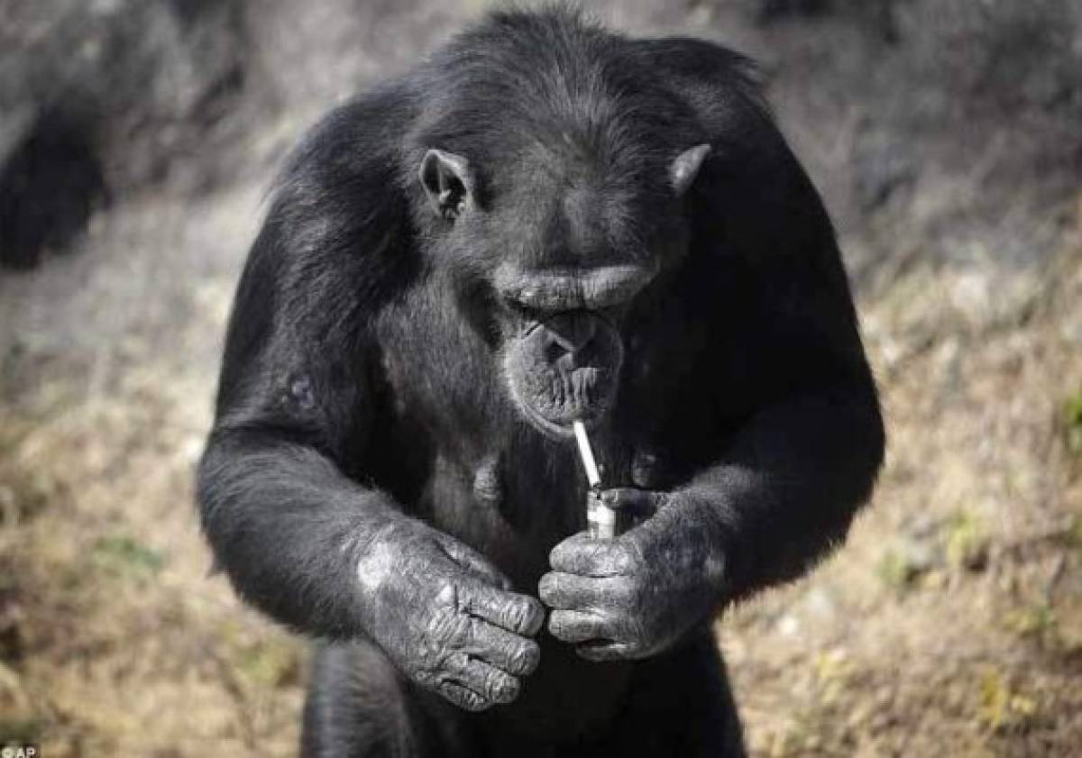 Azalea, el chimpancé que fuma 20 cigarrillos al día para divertir a los visitantes