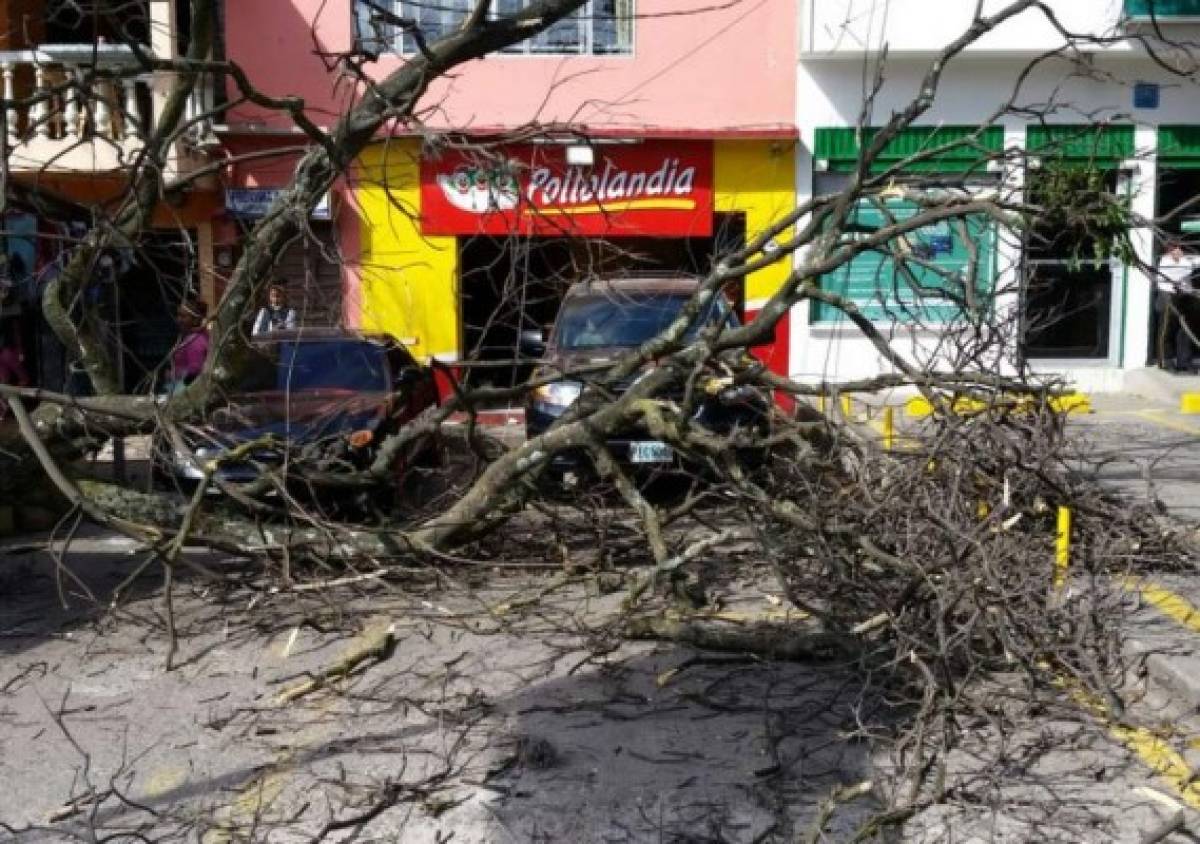 En la colonia Kennedy de la capital también cayeron algunas ramas producto de la sacudida de las rachas de viento. (Foto: El Heraldo Honduras/ Noticias Honduras hoy)