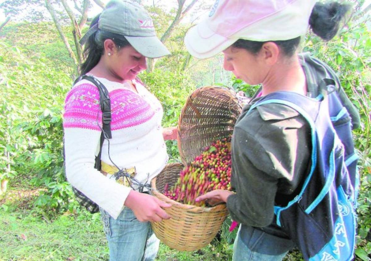 Caficultores esperan incremento del 30 por ciento en producción