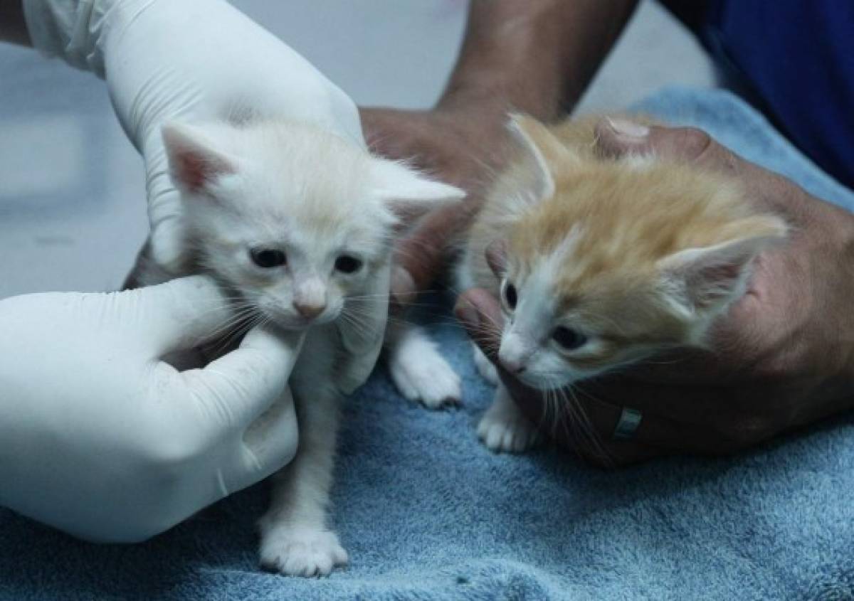 Cuidados básicos para el gato de su casa