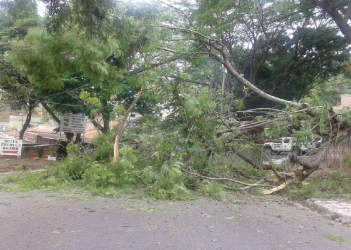 Cortocircuitos y árboles caídos dejan fuertes vientos