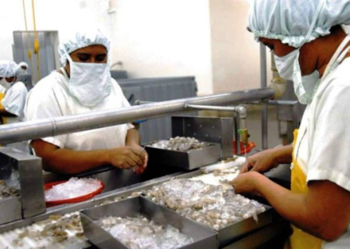 Bajos precios preocupan a industria del camarón