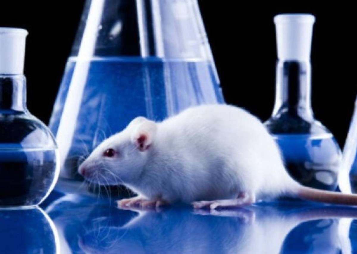 Científicos implantan olores sintéticos en cerebro de ratones