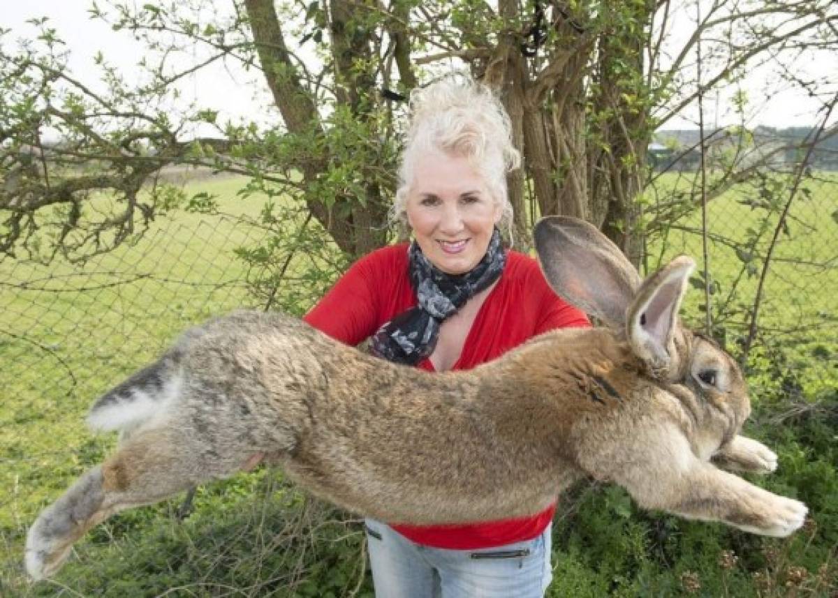 Roban en Inglaterra 'el conejo más grande del mundo'