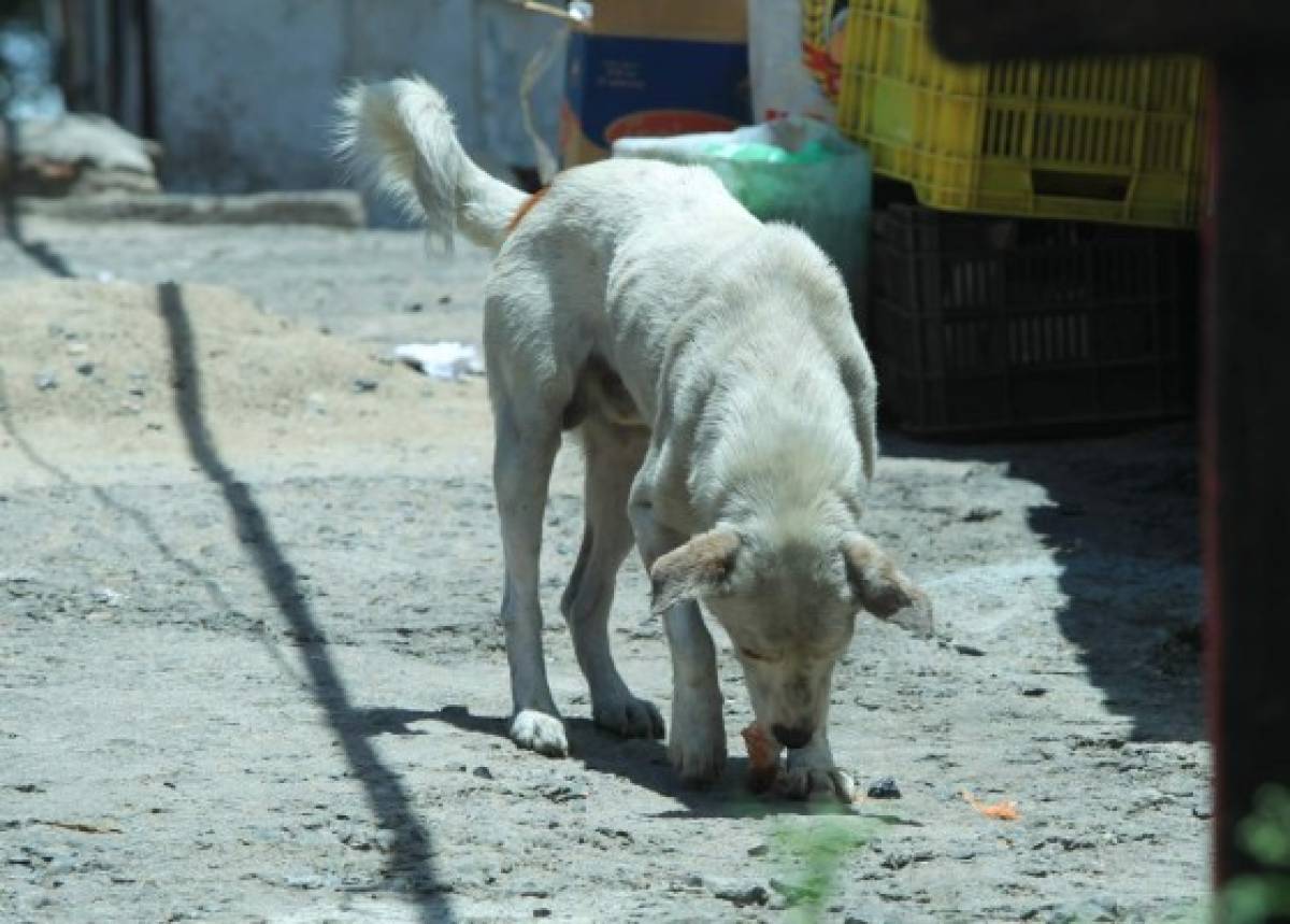 Unas 100 mil mascotas están en el abandono en la capital de Honduras