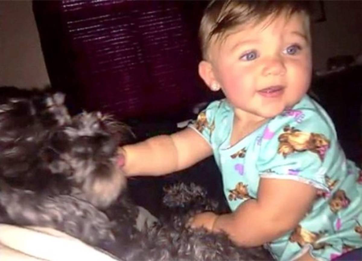 Un perro muere protegiéndole la vida a una niña de 8 meses