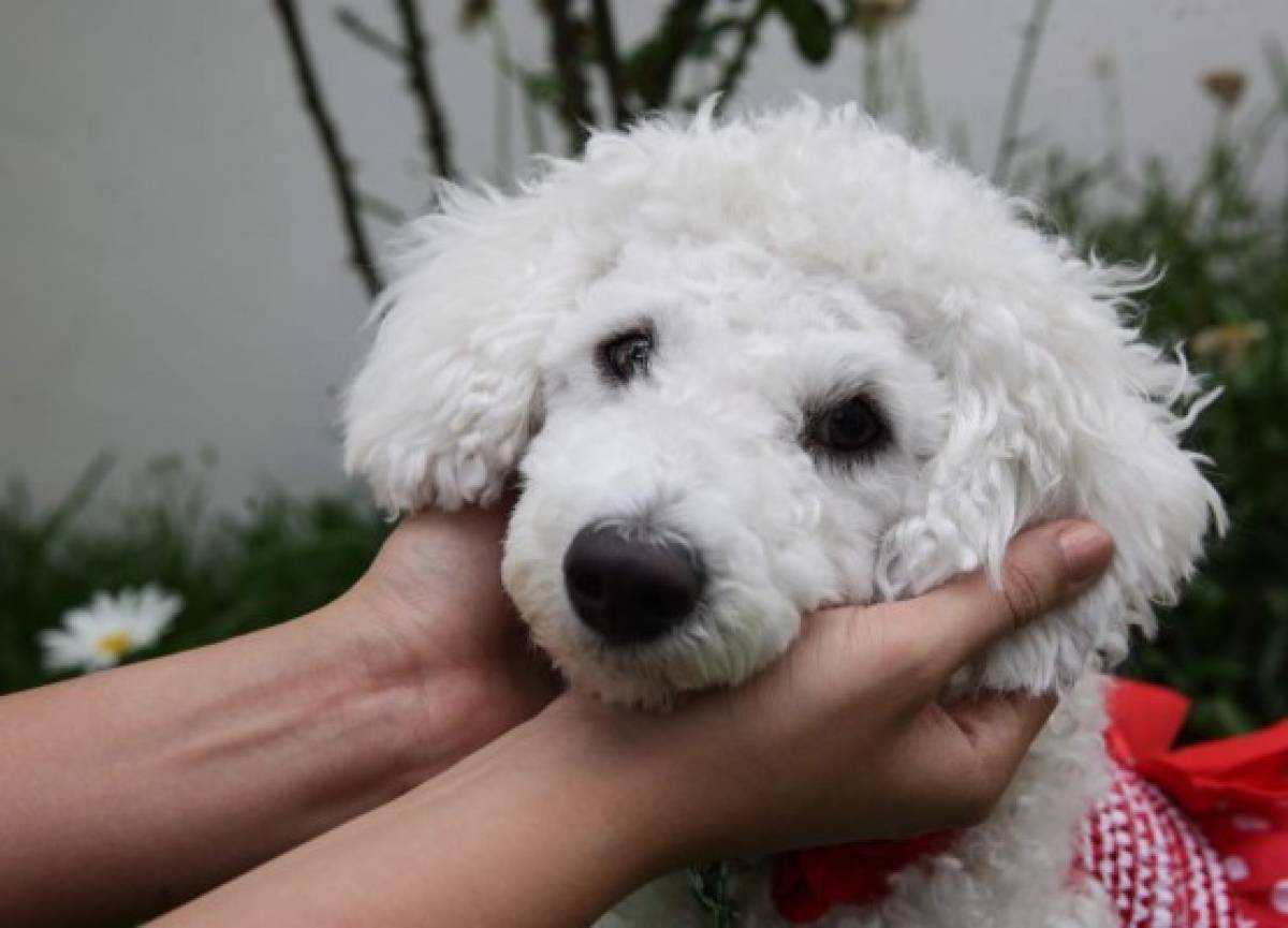 Poodle o caniche, una raza de familia