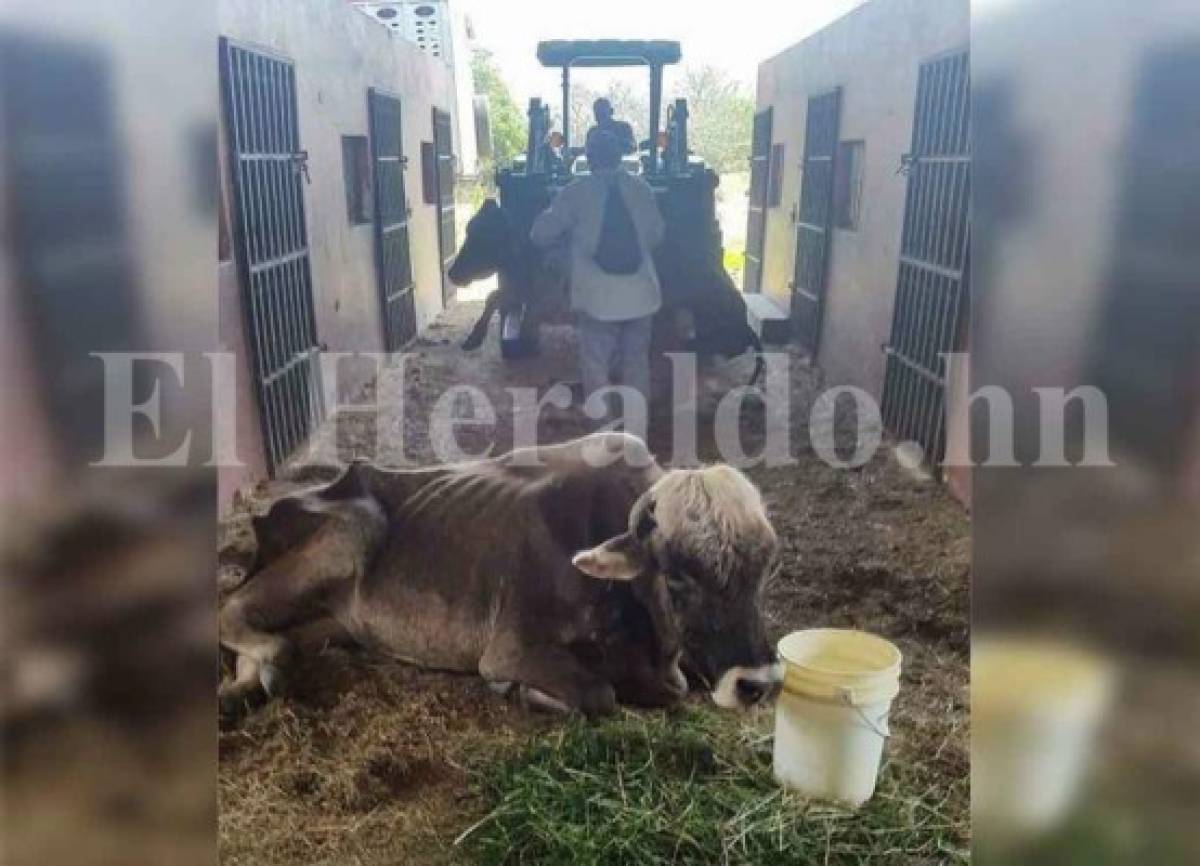 Denuncian maltrato animal por personal de la OABI a vacas incautadas