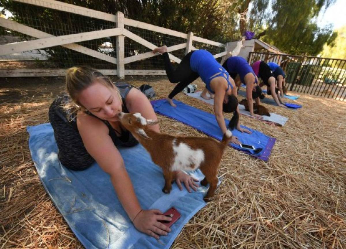 Yoga con cabras, la última moda en Estados Unidos