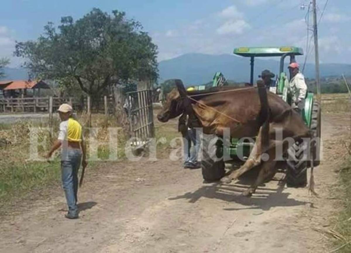 Denuncian maltrato animal por personal de la OABI a vacas incautadas