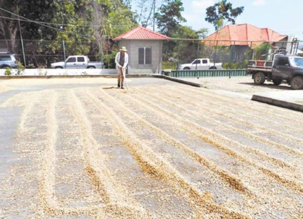 Café de Olancho cautiva a mercados de Europa y Asia