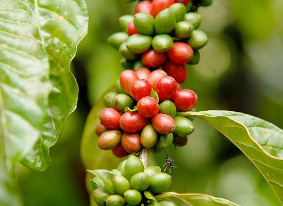 La cafeína posible cura a la drogadicción