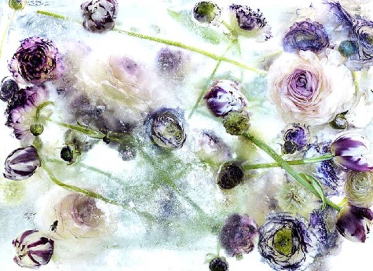 Arte a partir de flores congeladas