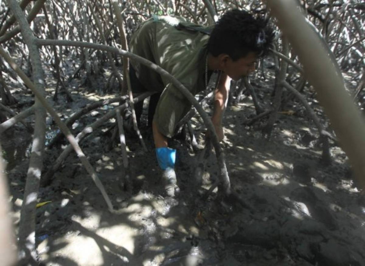 Honduras: Pequeños curileros de San Lorenzo son los niños del fango