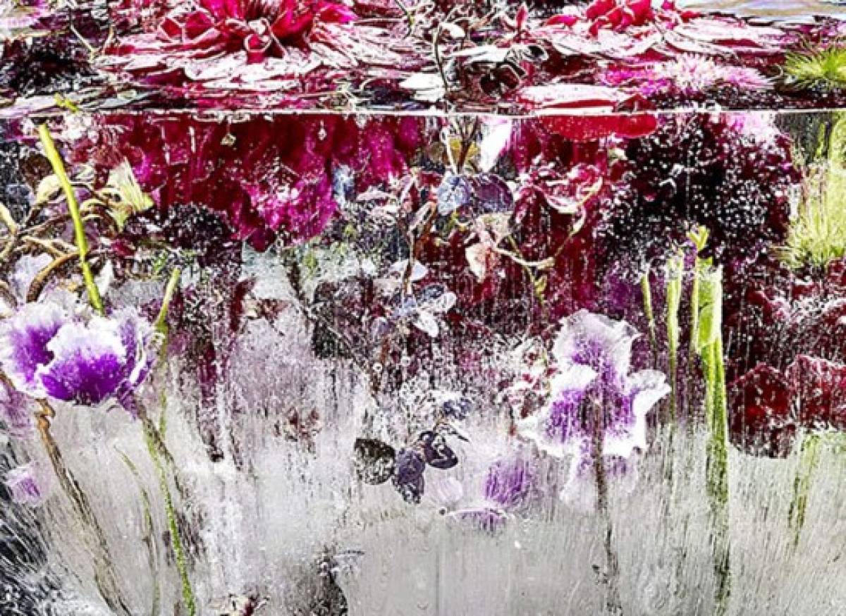 Arte a partir de flores congeladas