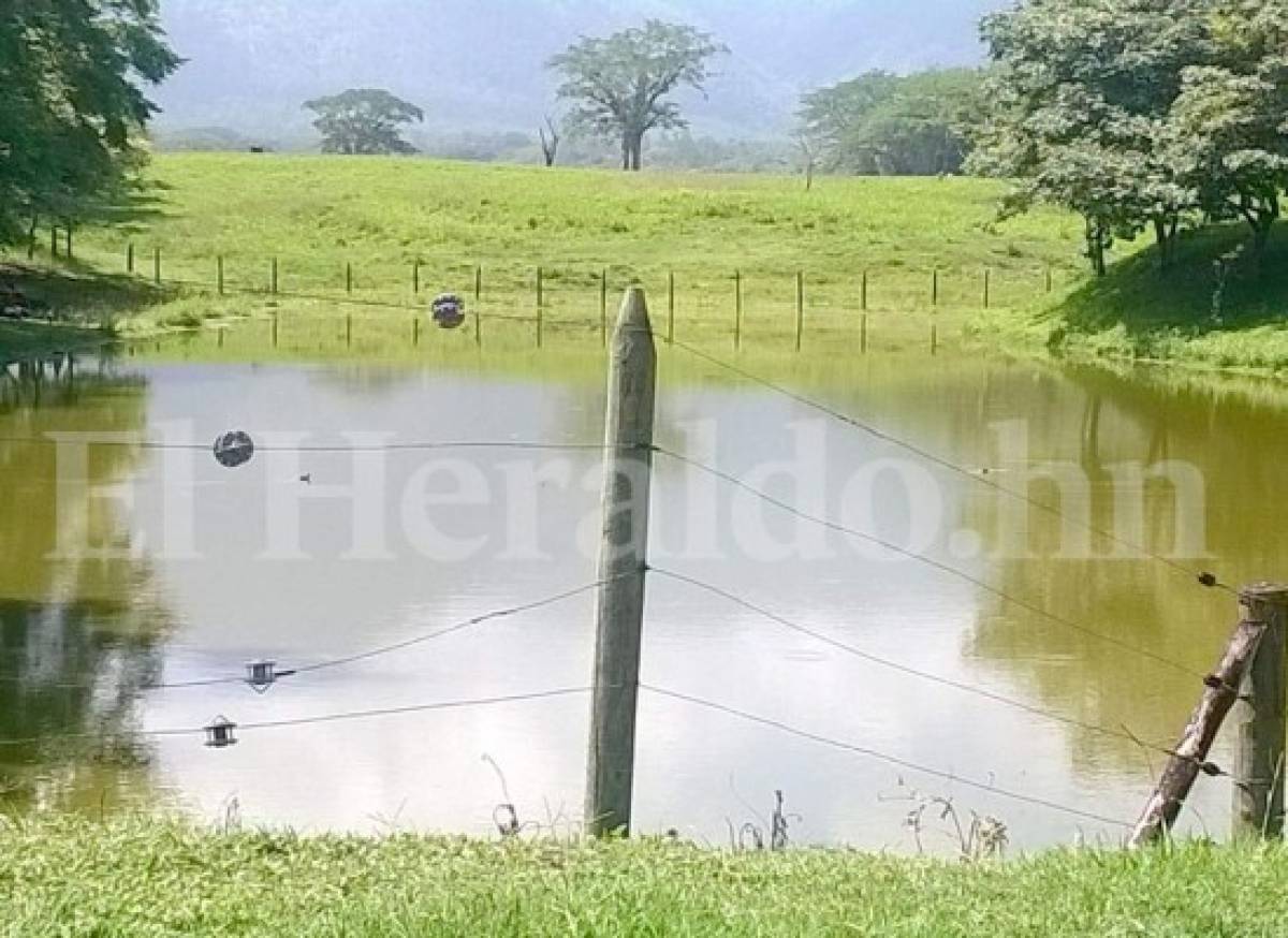 Más de 300 cabezas de ganado había en hacienda de familia Matta