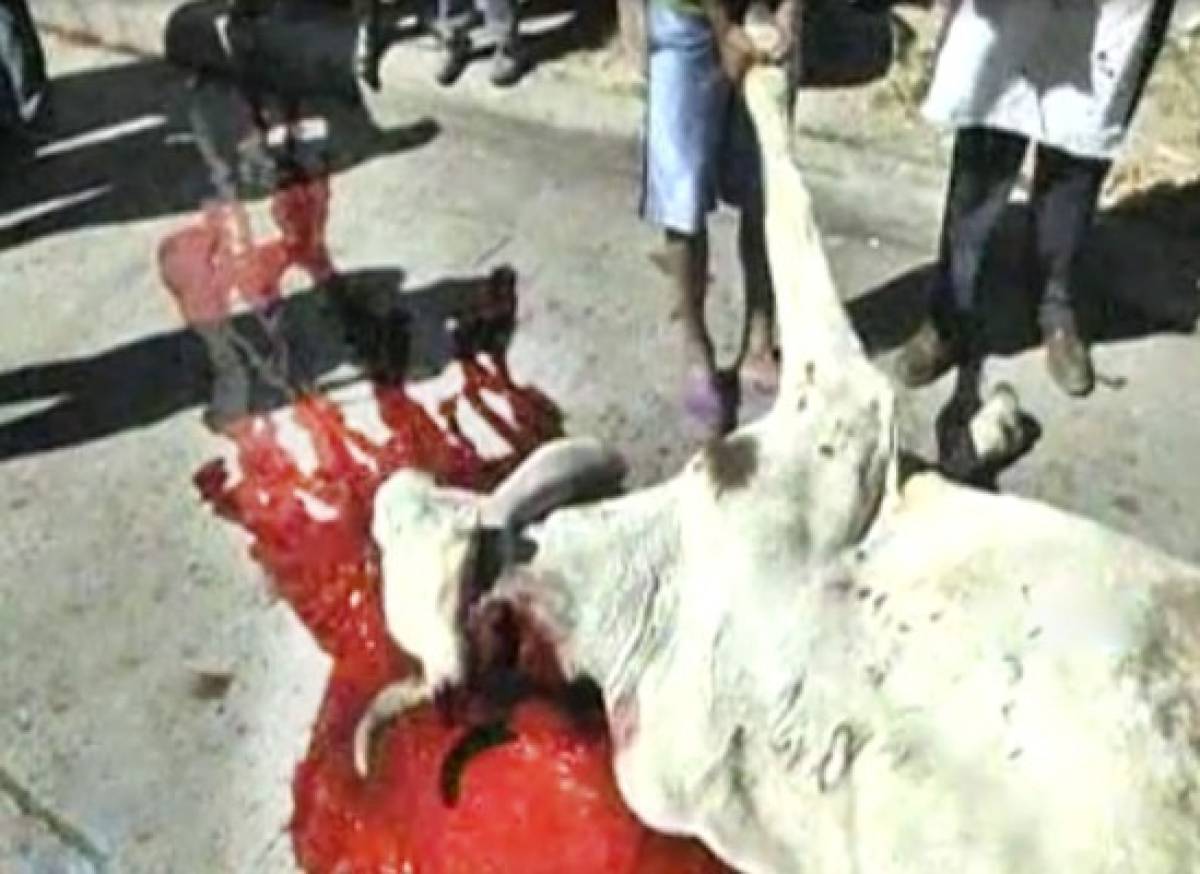 Honduras: Pobladores de Patuca sacrifican vaca en plena calle