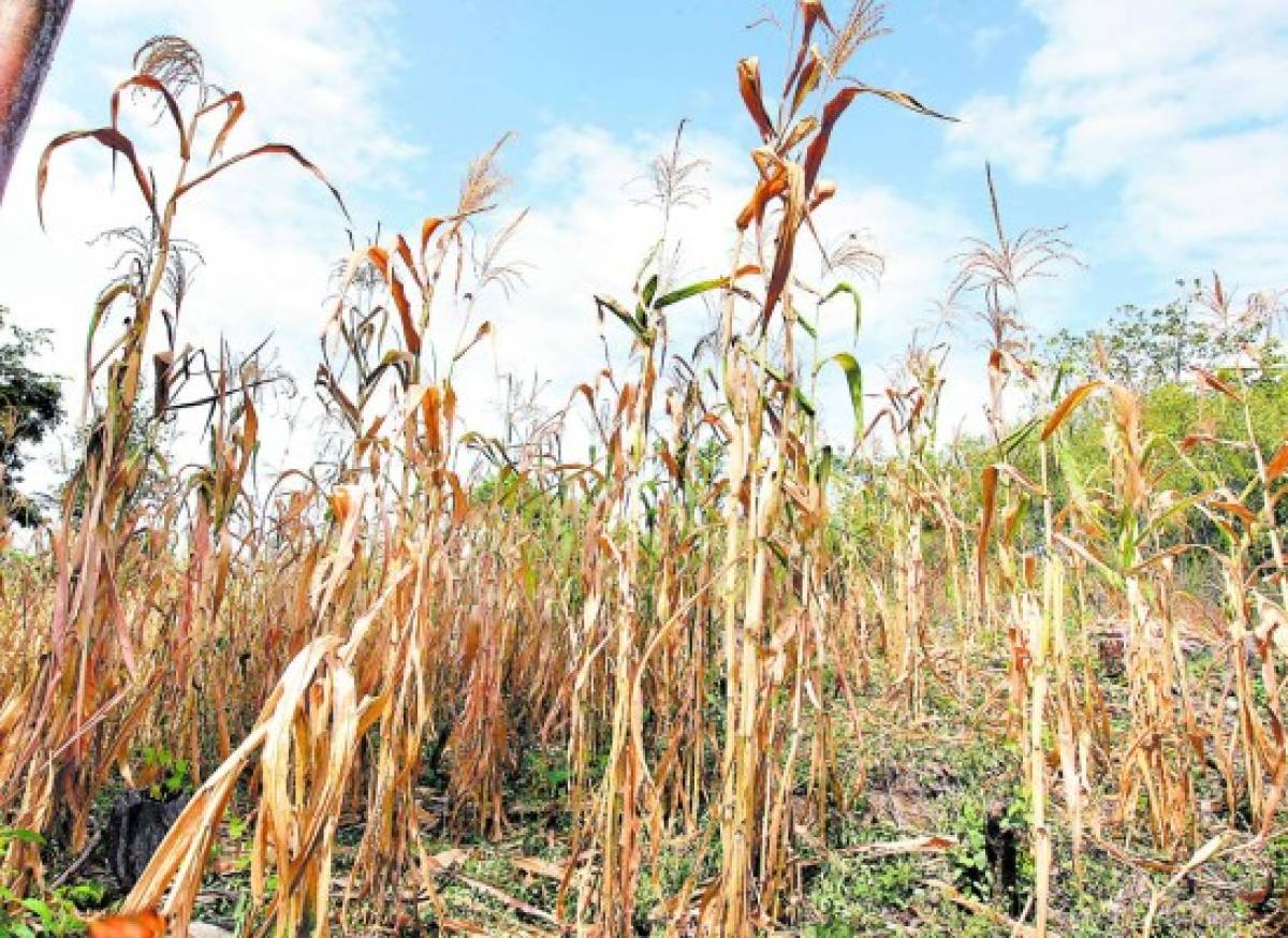 Sequía afectó casi el 100% de la producción