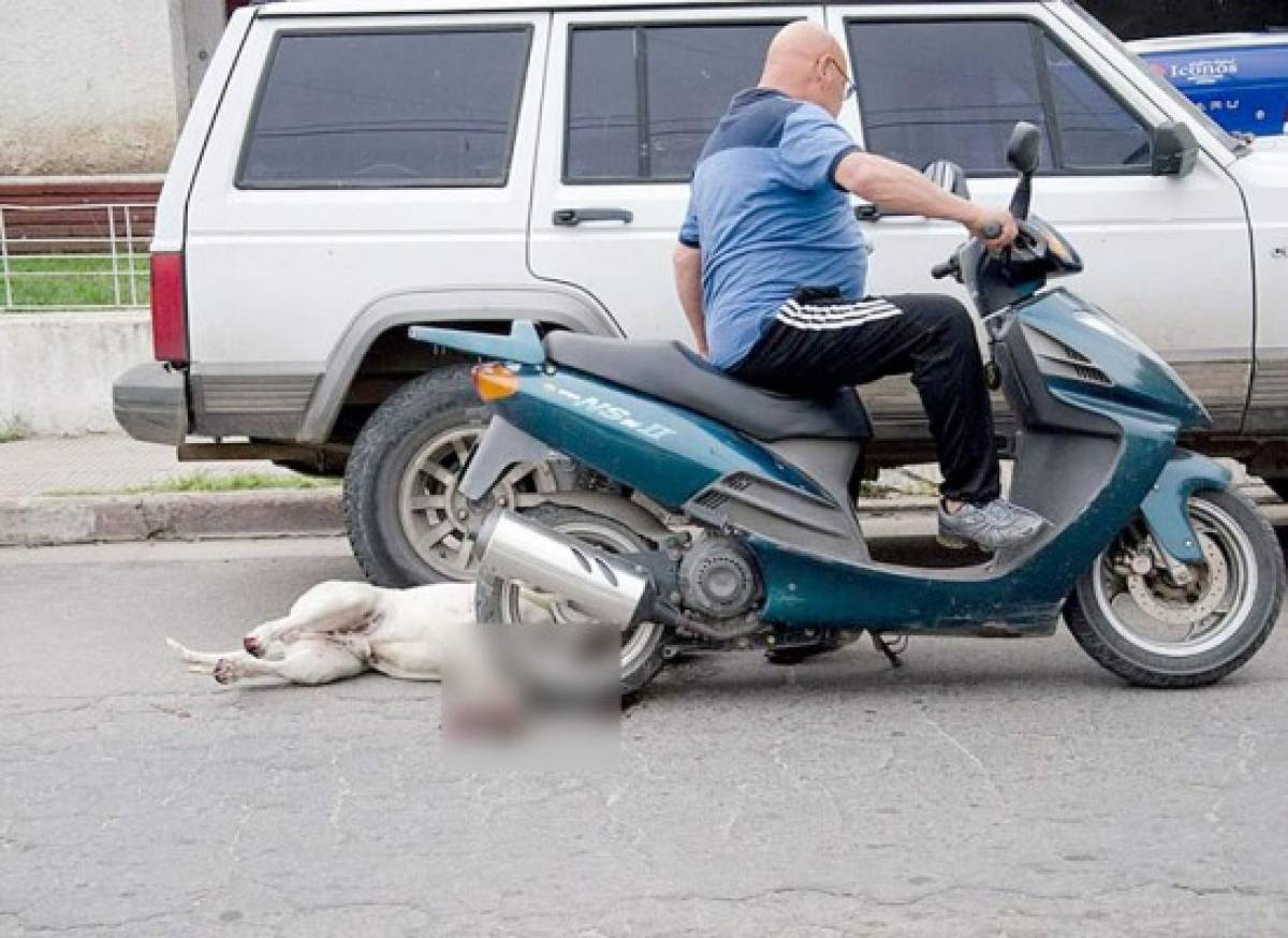 Hombre arrastra a su perro en una motocicleta