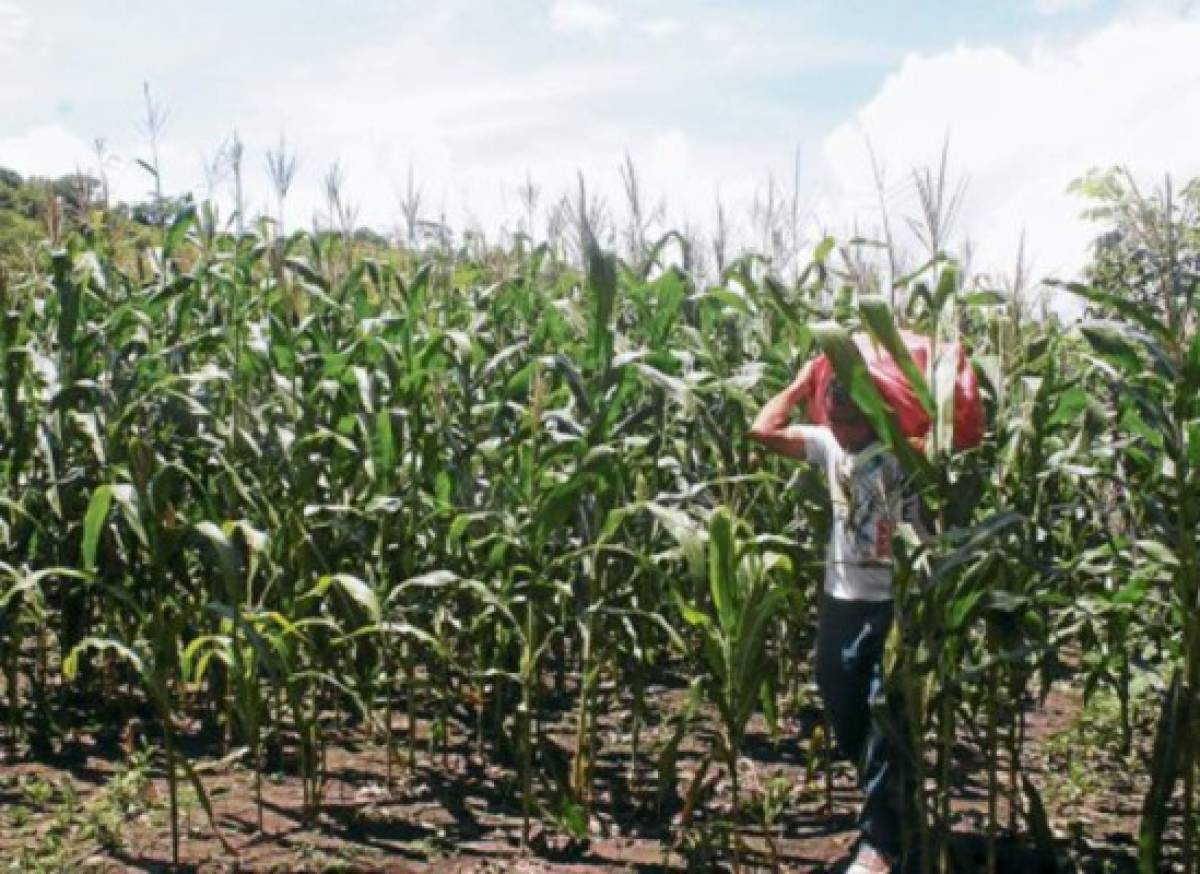 Honduras: Darán bono agrícola a 44 mil productores en septiembre