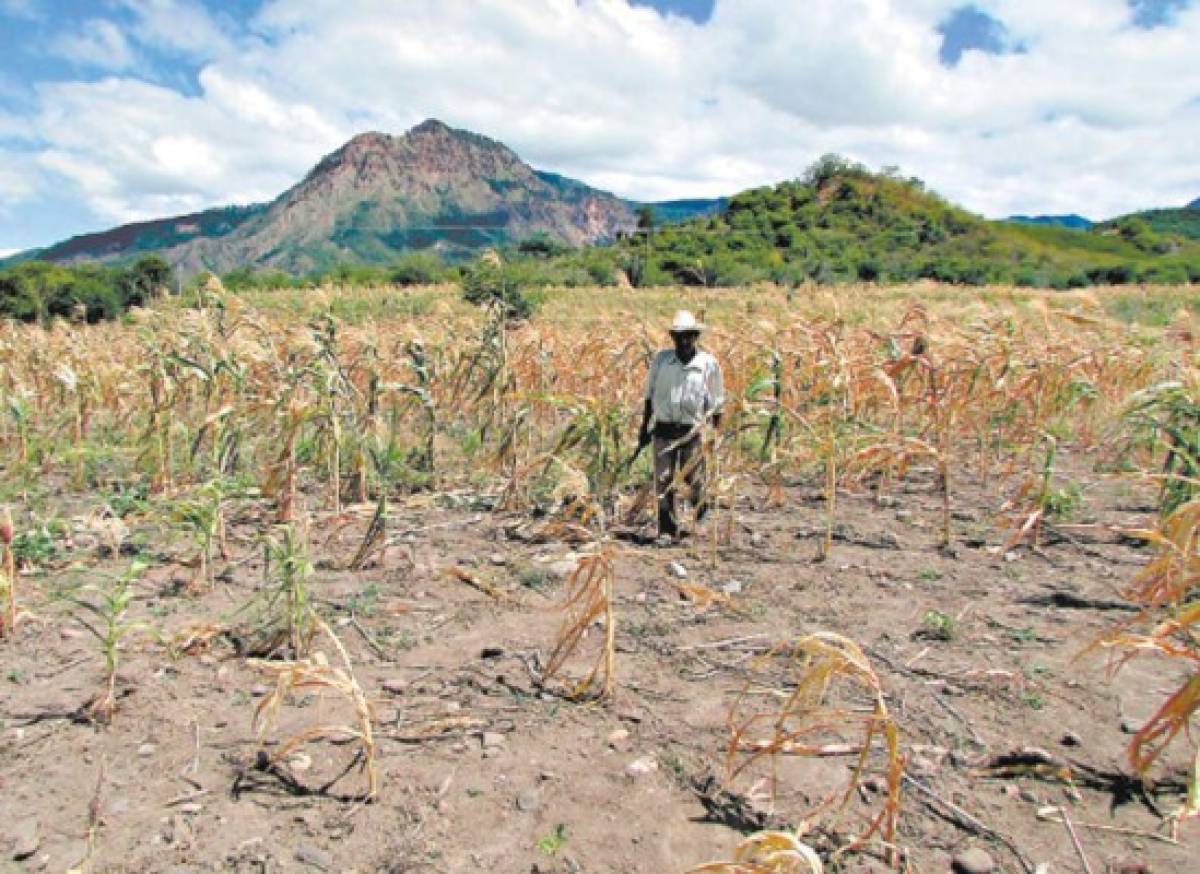 En riesgo alimentario 161,403 familias por escasez de lluvia en 146 municipios