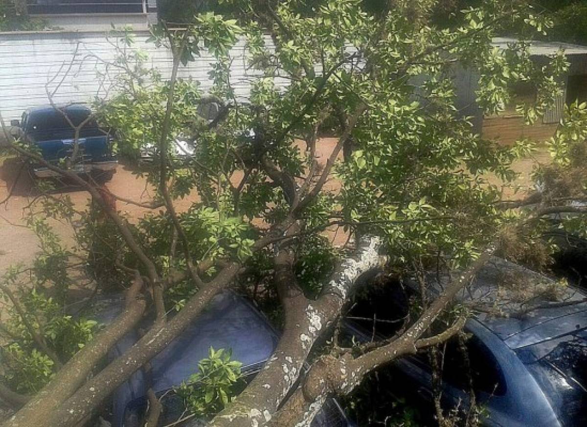 Árbol cae sobre tres carros en Tegucigalpa