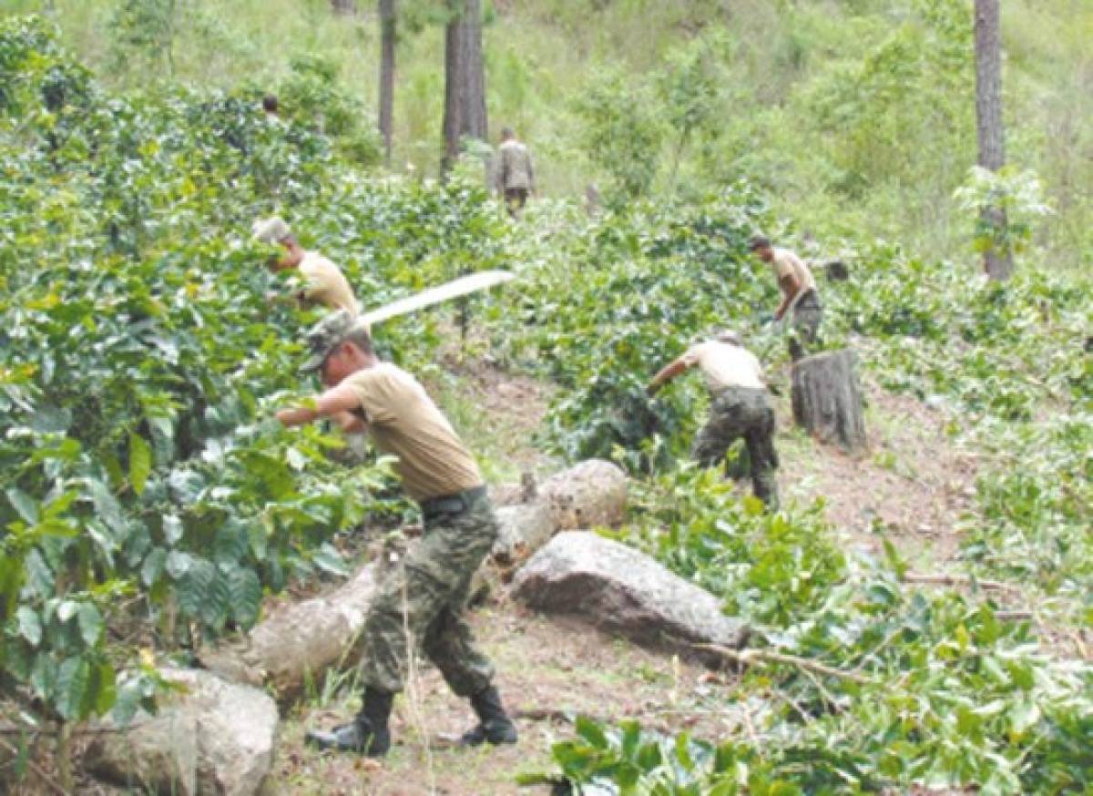 Destruyen plantación de café en zona protegida