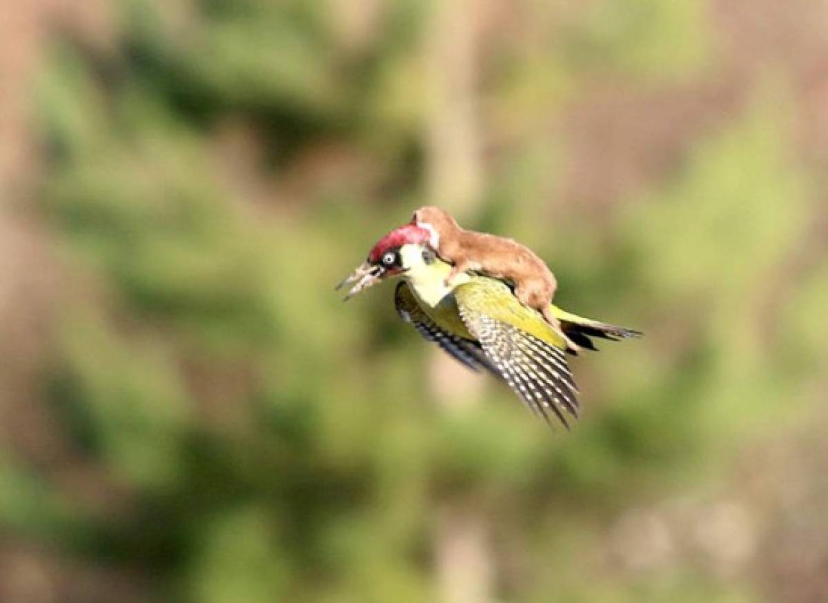 El día que una comadreja voló sobre un pájaro carpintero