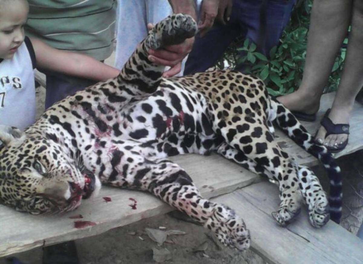 Matan jaguar en montaña hondureña
